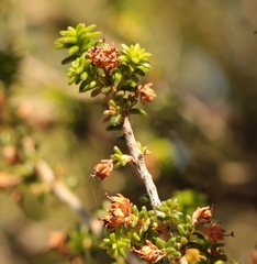 Erica arenaria