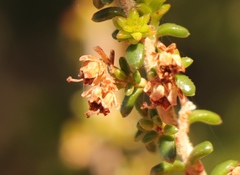Erica arenaria