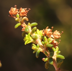 Erica arenaria