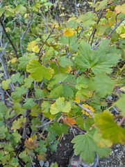 Ribes acerifolium