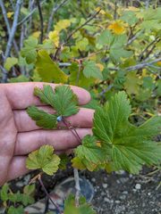 Ribes acerifolium