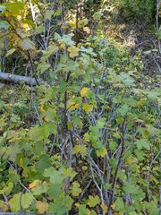 Ribes acerifolium