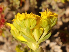 Sebaea ambigua