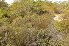 Thamnochortus pluristachyus