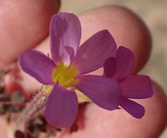 Oxalis punctata