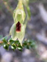 Pterostylis chocolatina