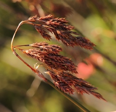 Thamnochortus pluristachyus