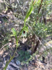 Pterostylis chocolatina