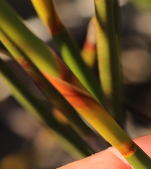 Thamnochortus pluristachyus
