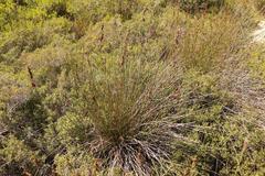 Thamnochortus pluristachyus