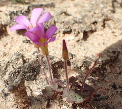 Oxalis punctata