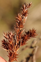 Thamnochortus pluristachyus
