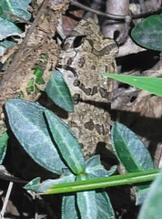 Fejervarya multistriata