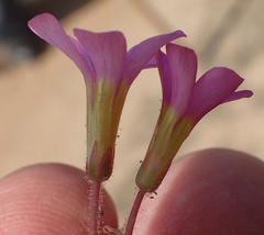 Oxalis punctata