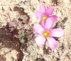 Oxalis punctata