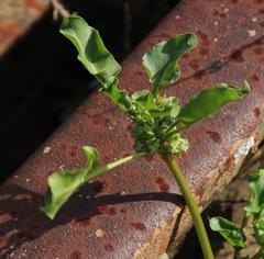 Rumex hypogaeus