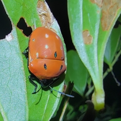 Poecilocoris druraei