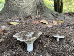 Russulaceae