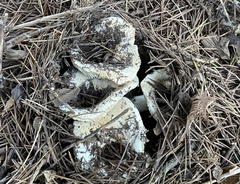 Russulaceae