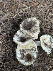 Russulaceae