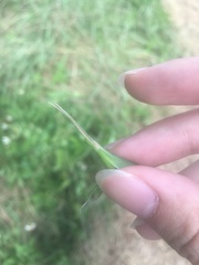 Acrida cinerea