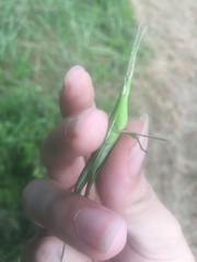 Acrida cinerea
