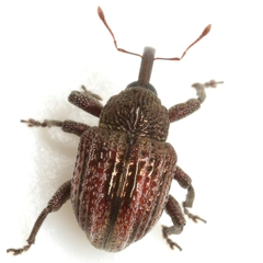Chalcodermus vittatus