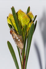 Psycharium pellucens