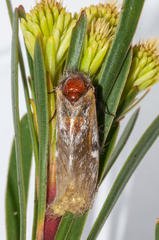 Psycharium pellucens