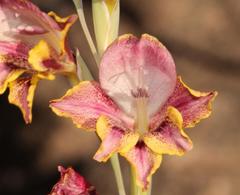 Gladiolus guthriei