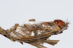 Psycharium pellucens