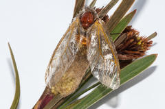 Psycharium pellucens