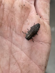 Chrysobothris knulli