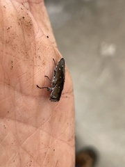 Chrysobothris knulli