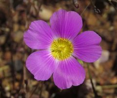 Calandrinia polyandra