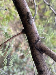 Chrysobothris knulli