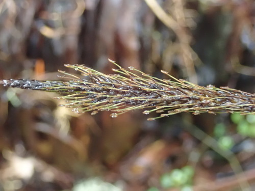 Carex uncinata