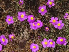 Calandrinia polyandra