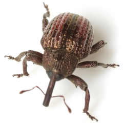 Chalcodermus vittatus