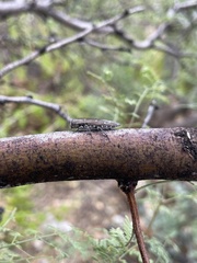 Chrysobothris knulli