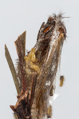 Psycharium pellucens