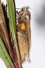 Psycharium pellucens