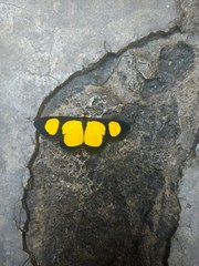 Cyllopoda jatropharia