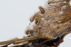 Psycharium pellucens