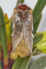 Psycharium pellucens