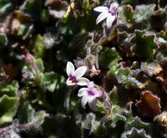 Lobelia ardisiandroides