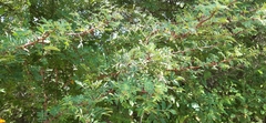 Zanthoxylum ciliatum