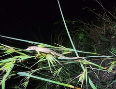 Takydromus septentrionalis