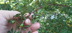 Zanthoxylum ciliatum