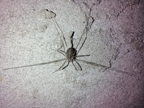 kosec teplomilný (Opilio saxatilis)